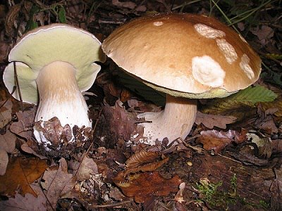 Guided mushroom hunt