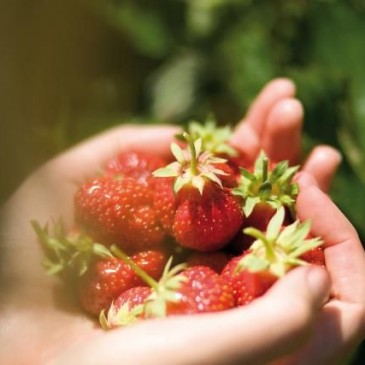 Erdbeer total: Gut Wulksfelde, Rezepte & Verlosung