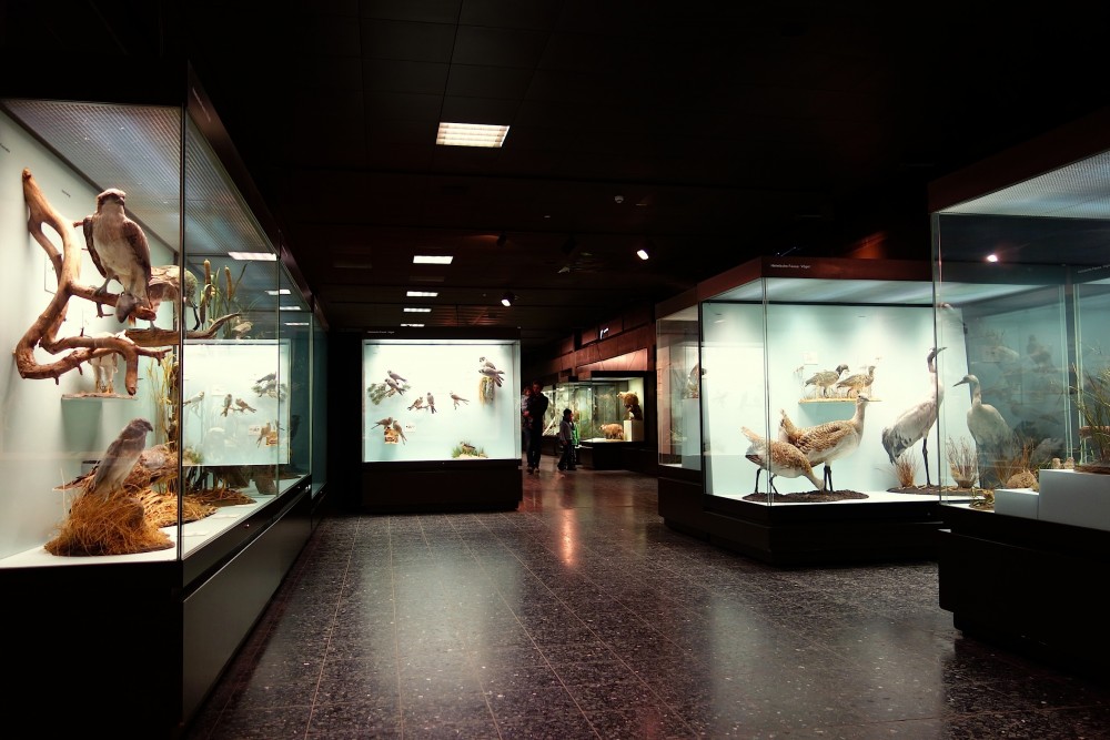 Zoologisches Museum